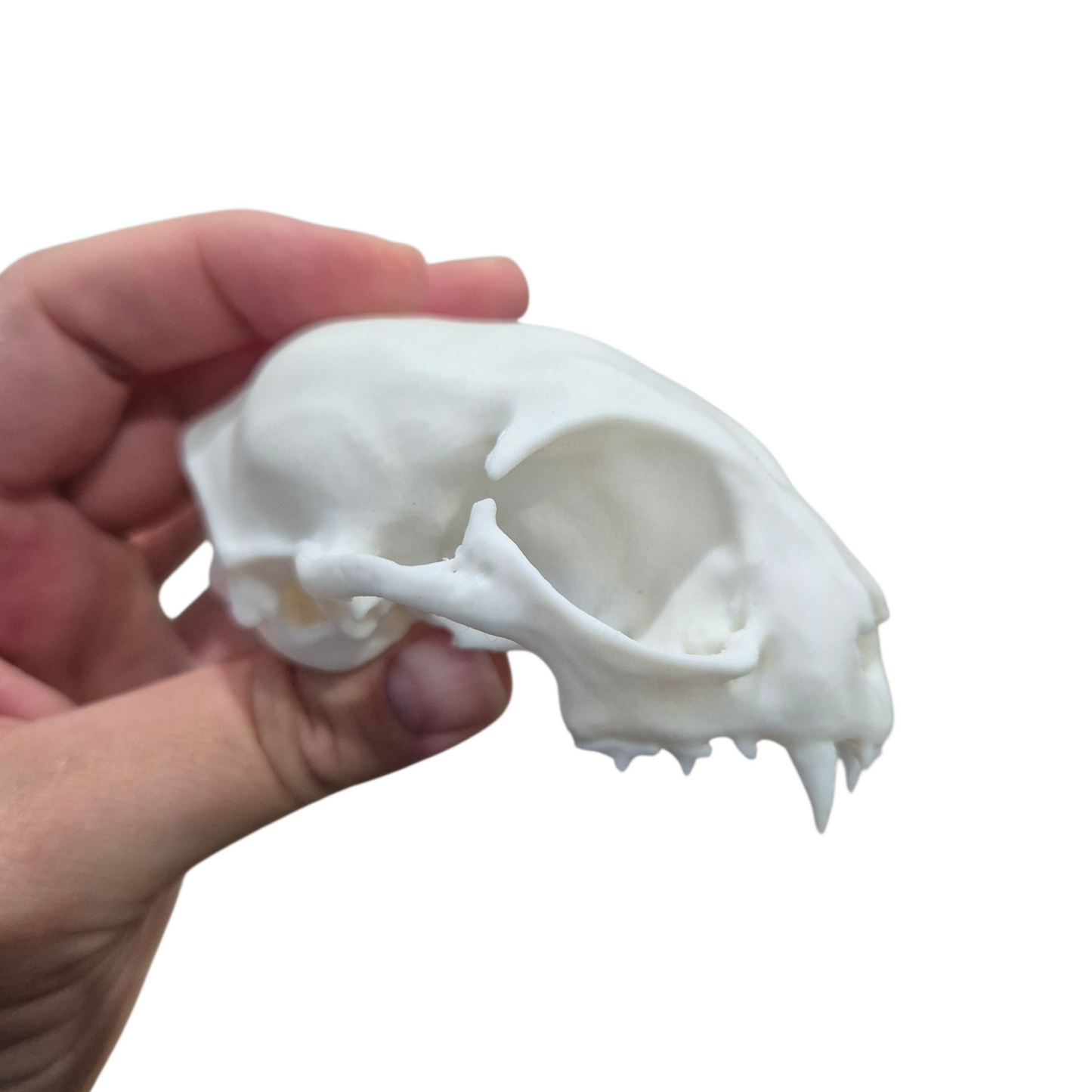 Skull - 3D Printed Cat - Large