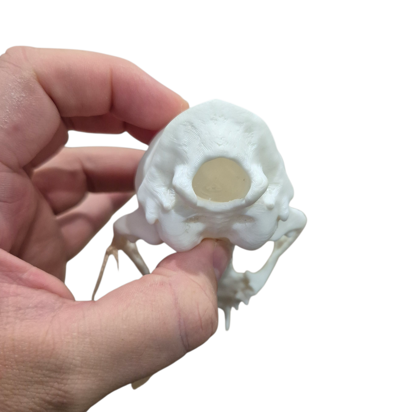 Skull - 3D Printed Cat - Large