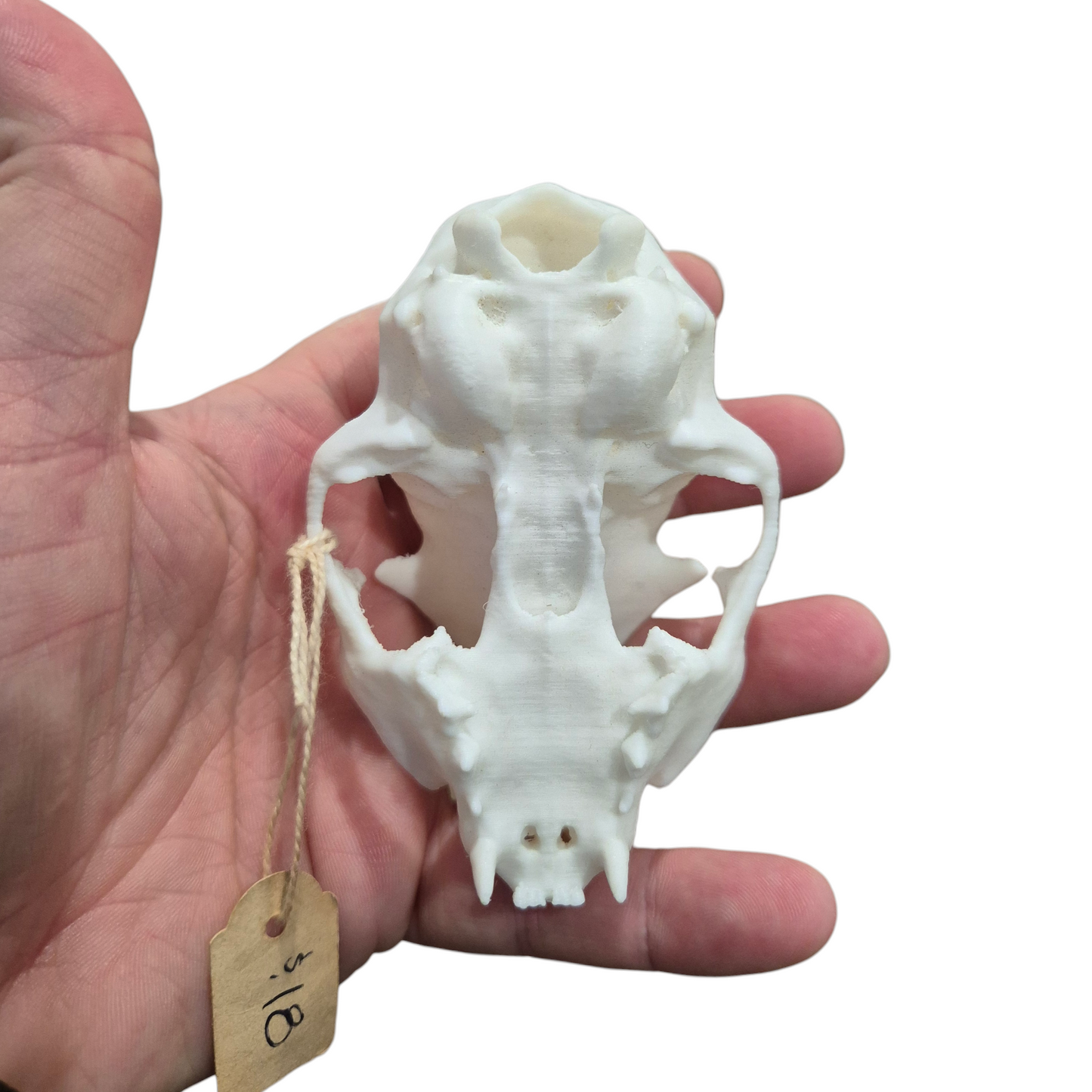 Skull - 3D Printed Cat - Large
