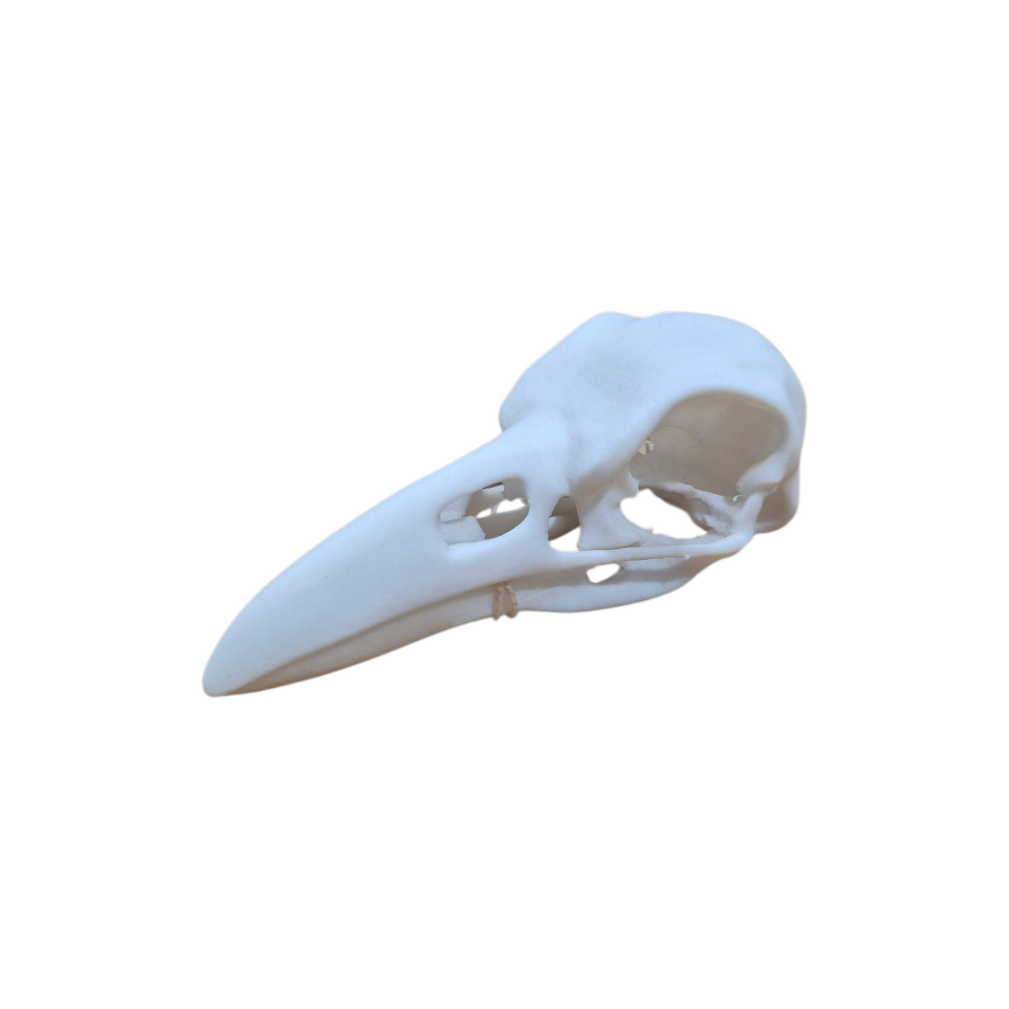 Skull - 3D Printed Raven