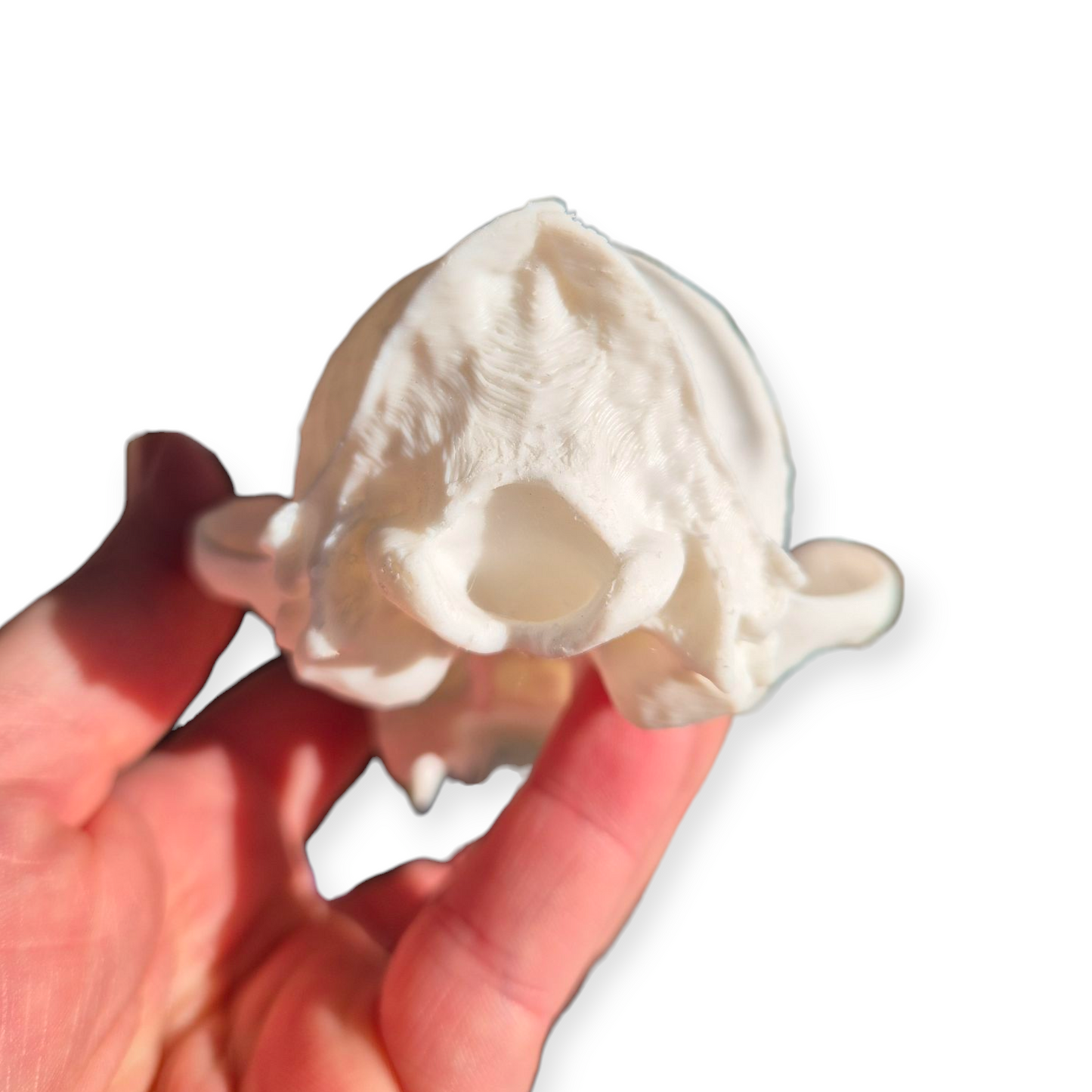 Skull - 3D Printed Fox - Lge