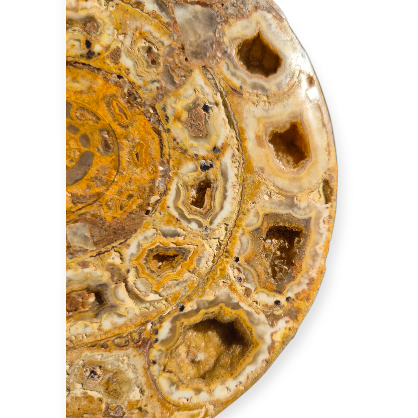 Crystals - Ammonite Fossil