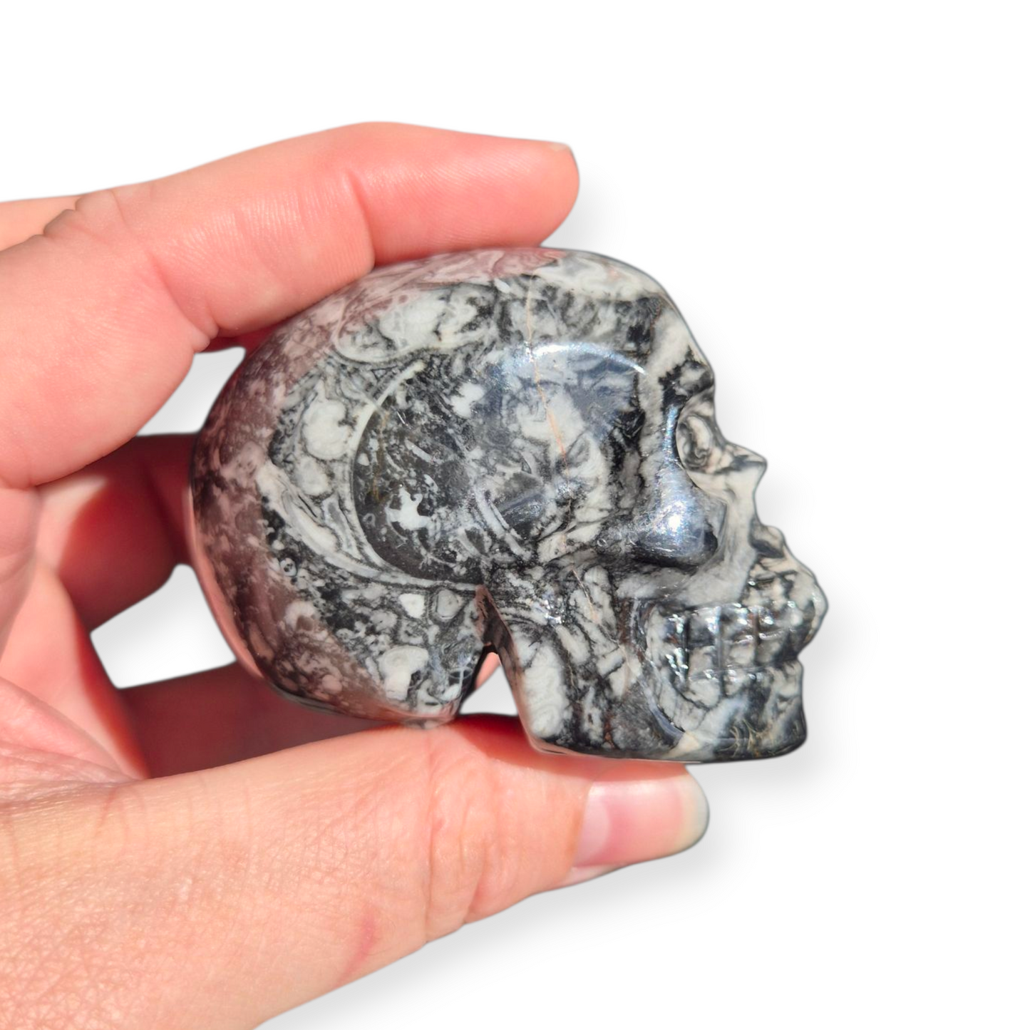 Crystals - Orthoceras Fossil Stone Skull