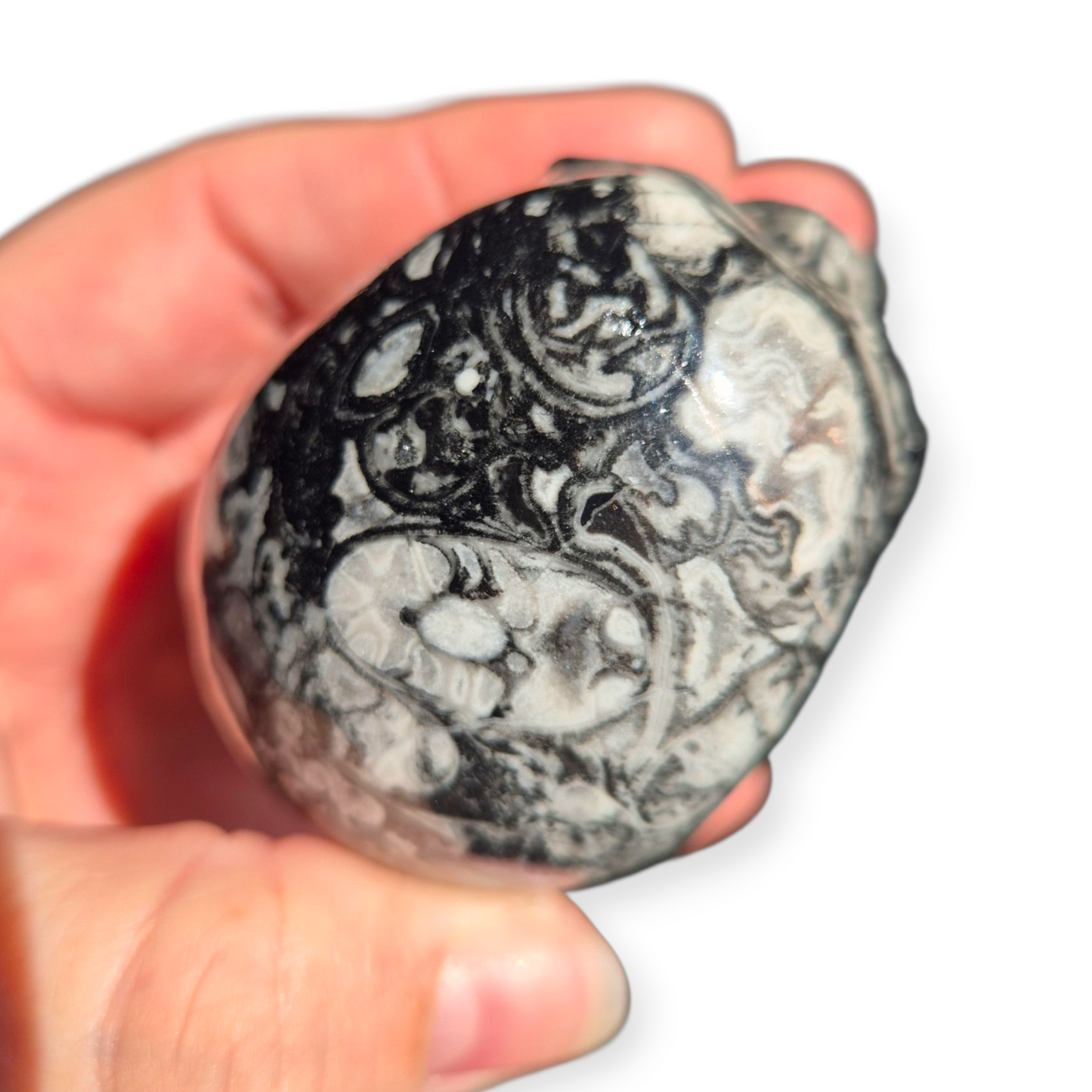 Crystals - Orthoceras Fossil Stone Skull