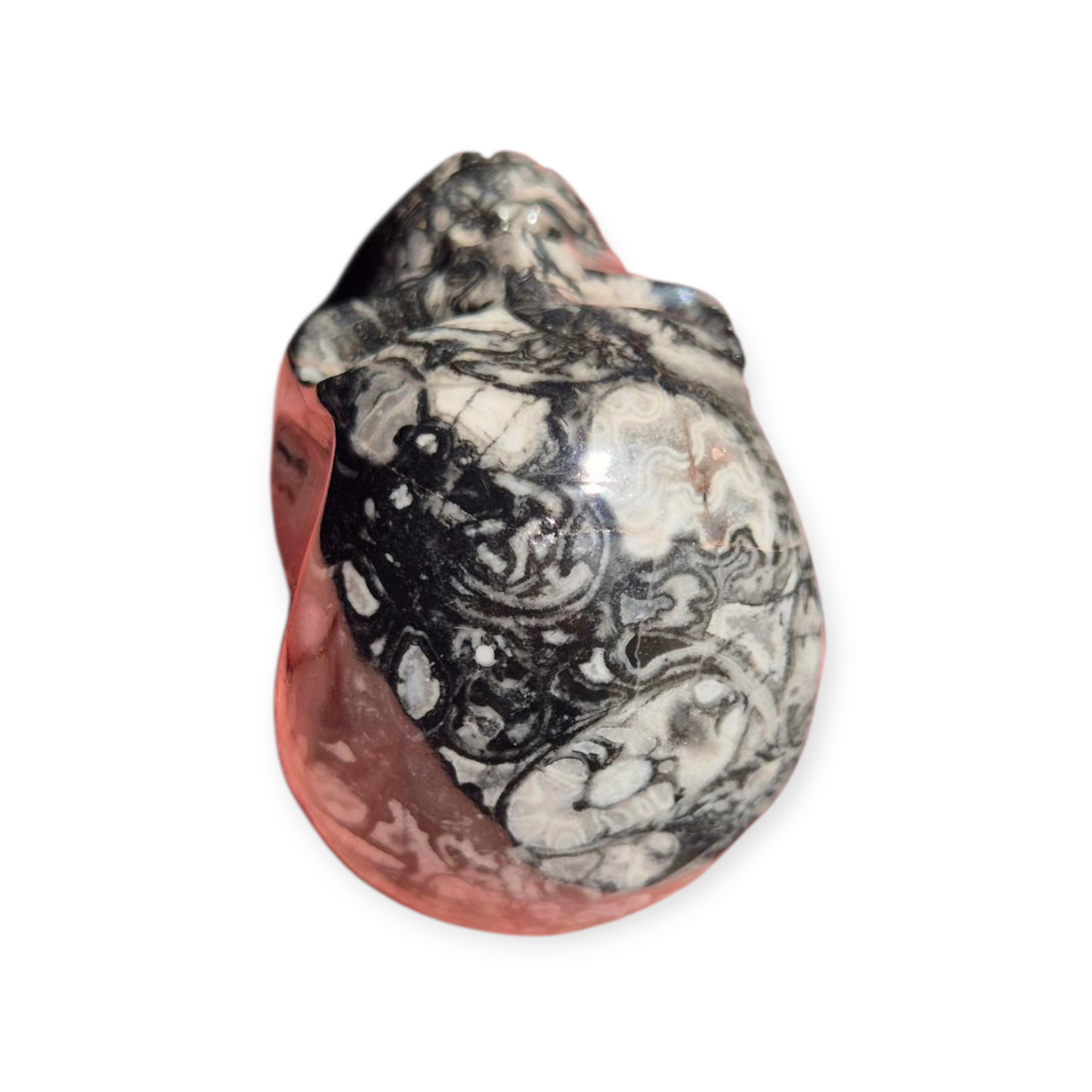 Crystals - Orthoceras Fossil Stone Skull