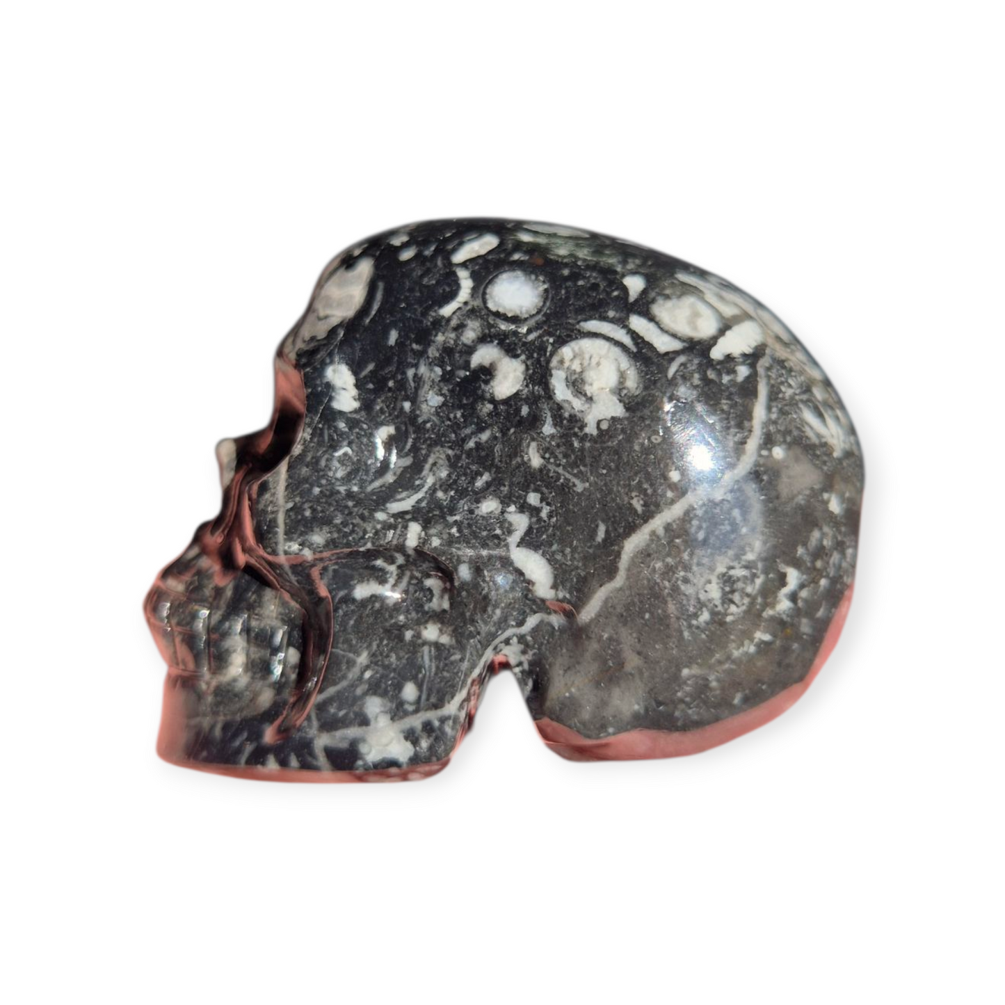 Crystals - Orthoceras Fossil Stone Skull