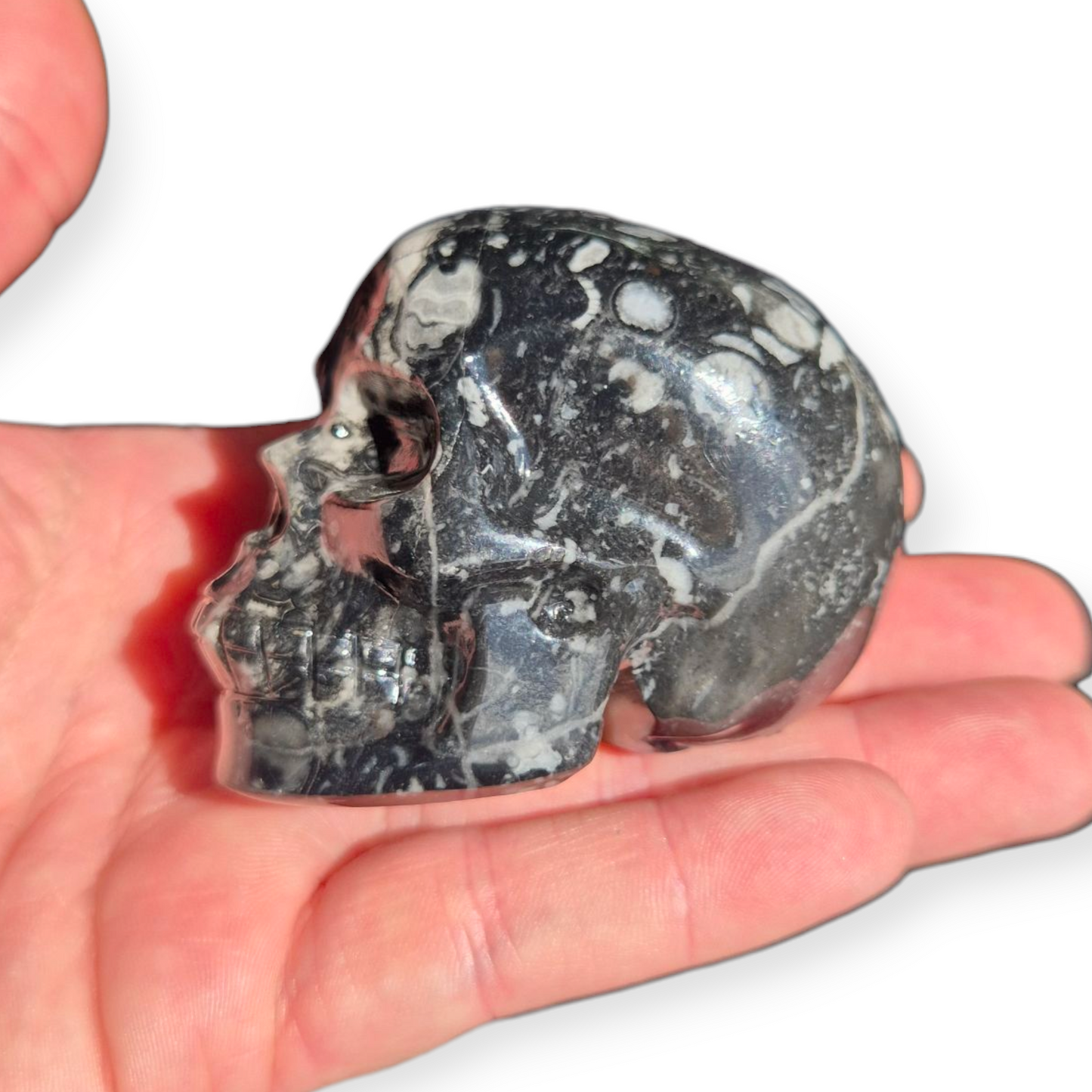 Crystals - Orthoceras Fossil Stone Skull