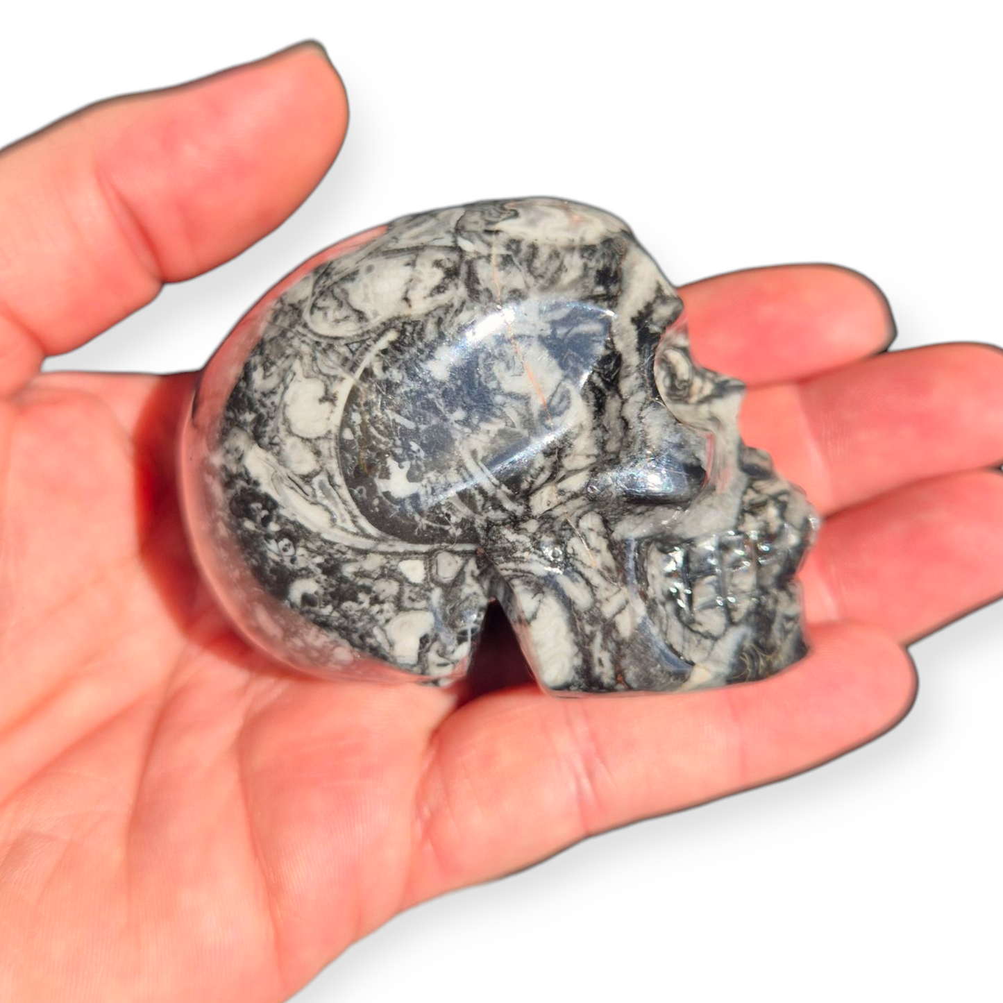 Crystals - Orthoceras Fossil Stone Skull