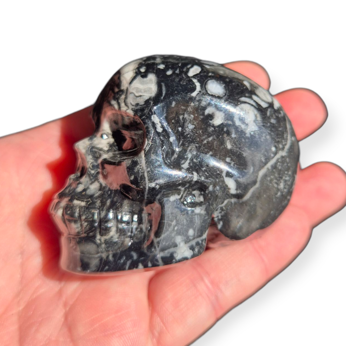 Crystals - Orthoceras Fossil Stone Skull