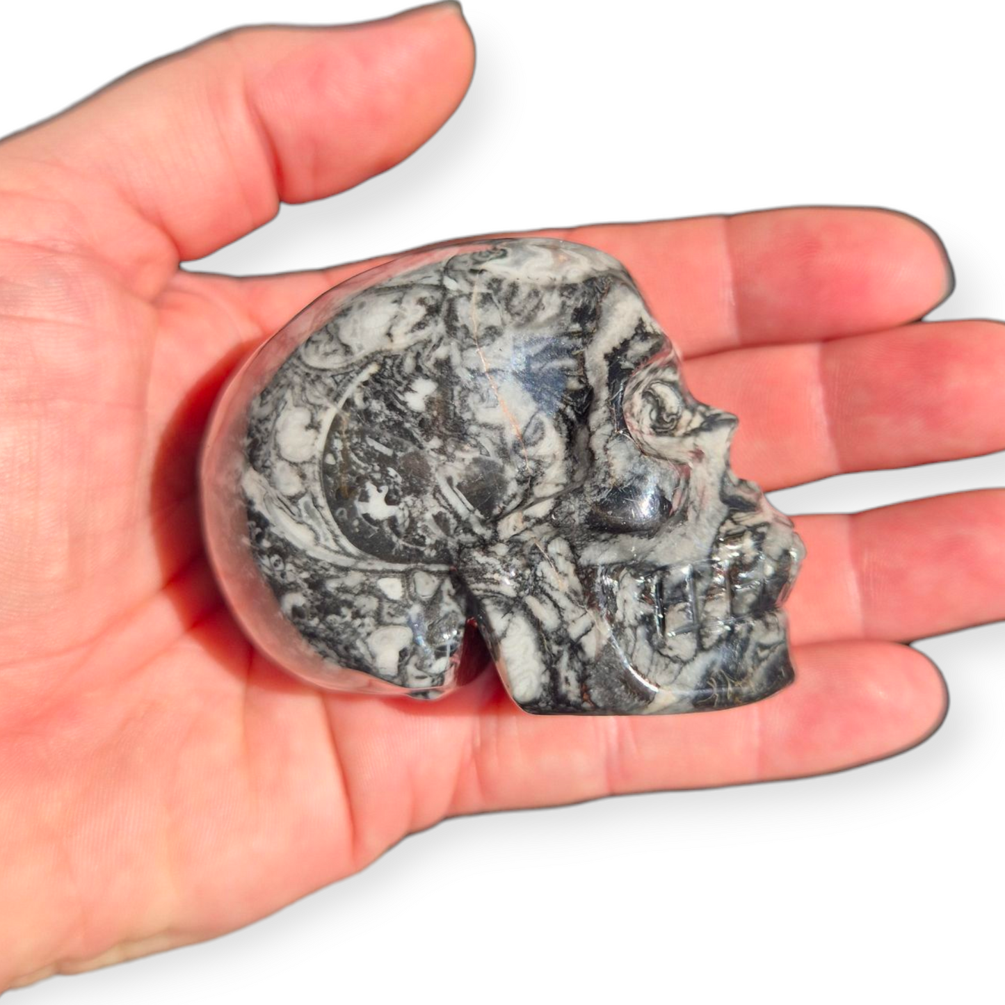 Crystals - Orthoceras Fossil Stone Skull