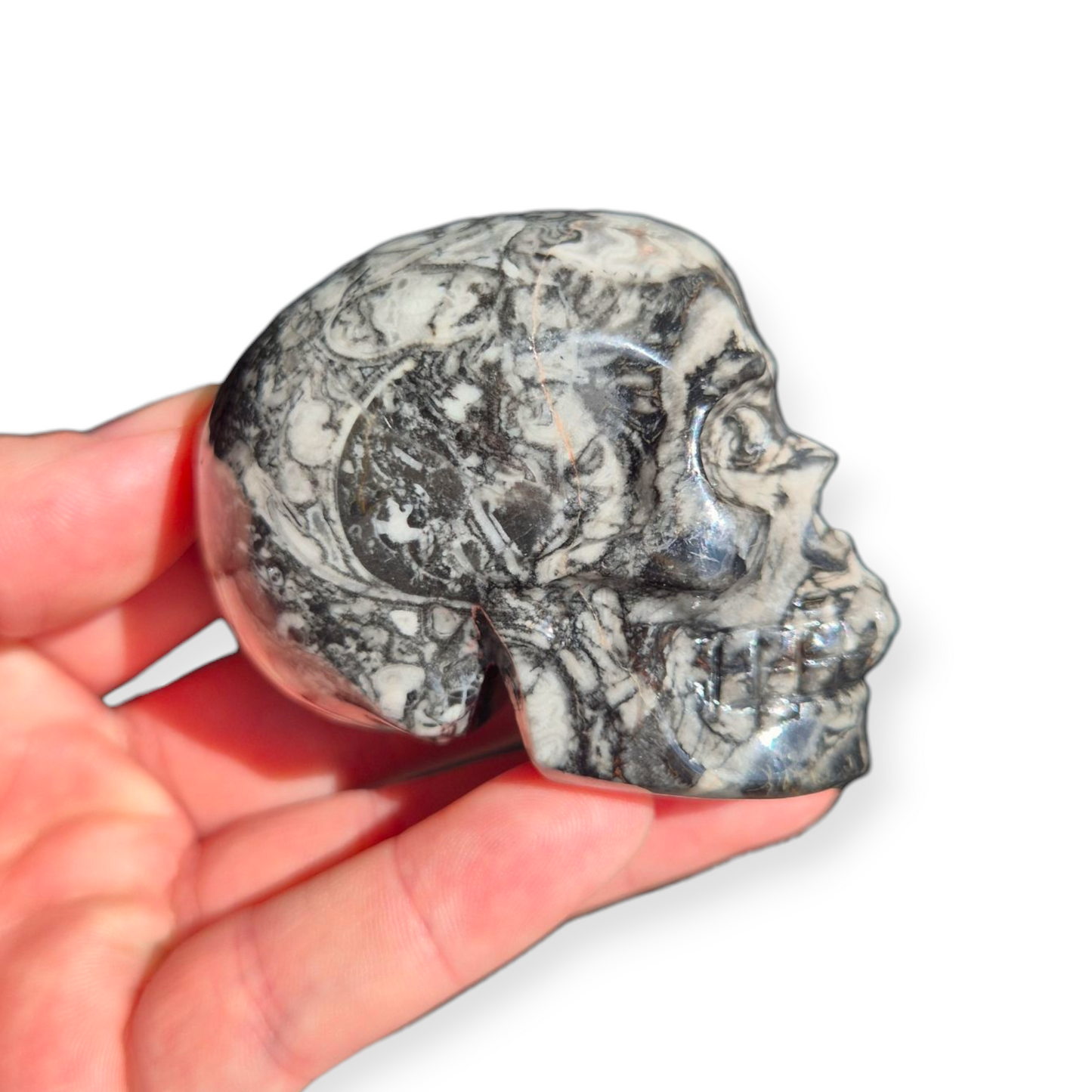 Crystals - Orthoceras Fossil Stone Skull