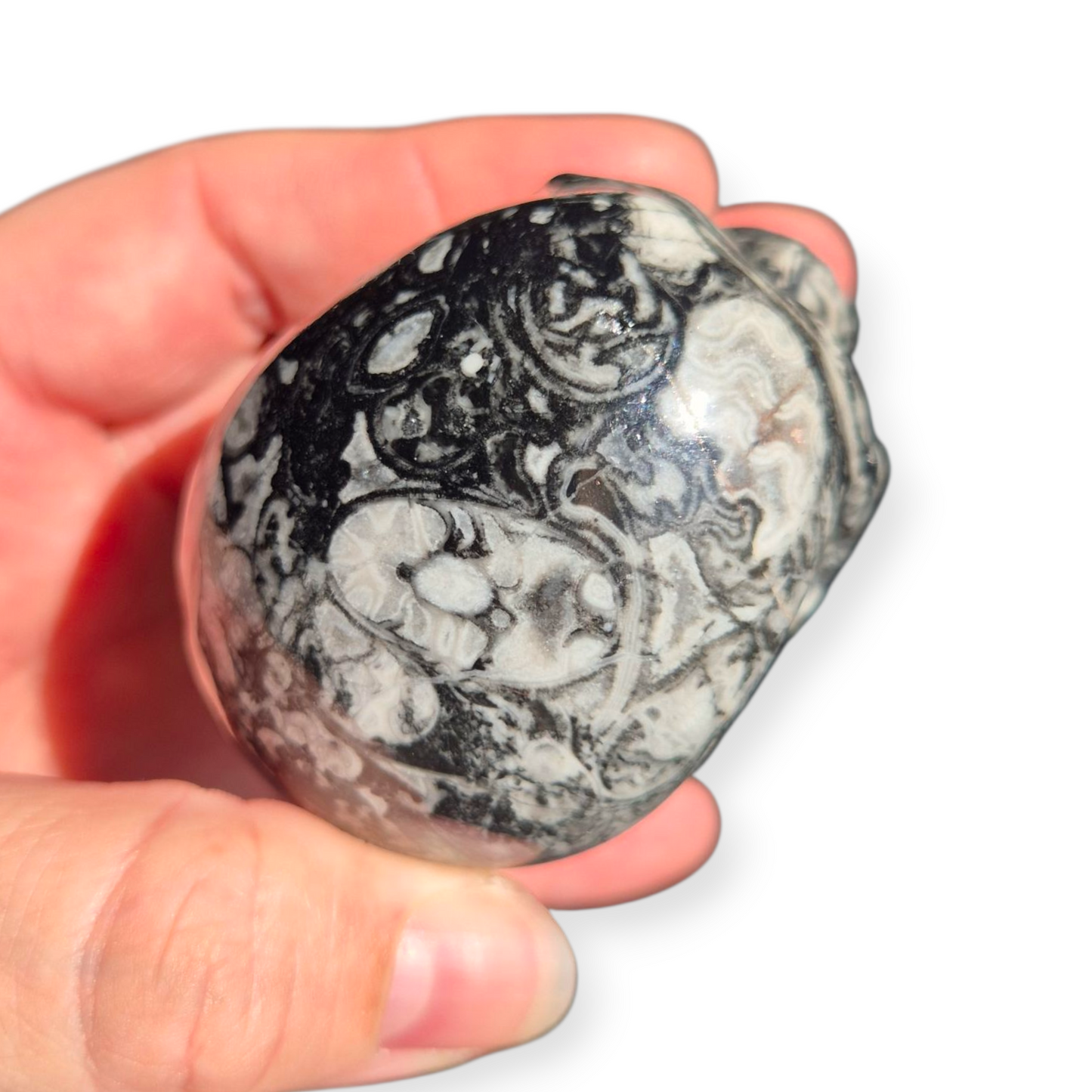 Crystals - Orthoceras Fossil Stone Skull