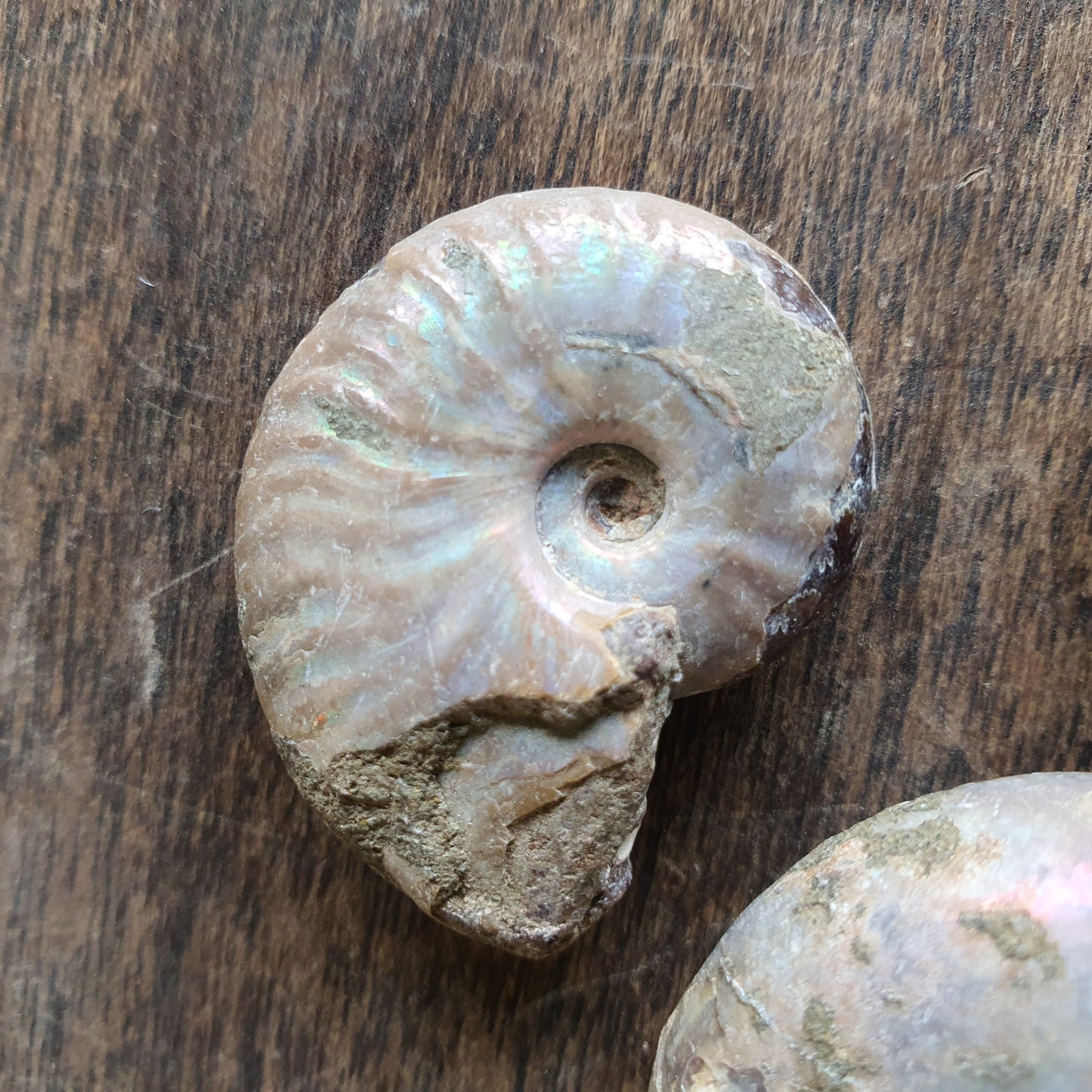Crystals - Ammonite