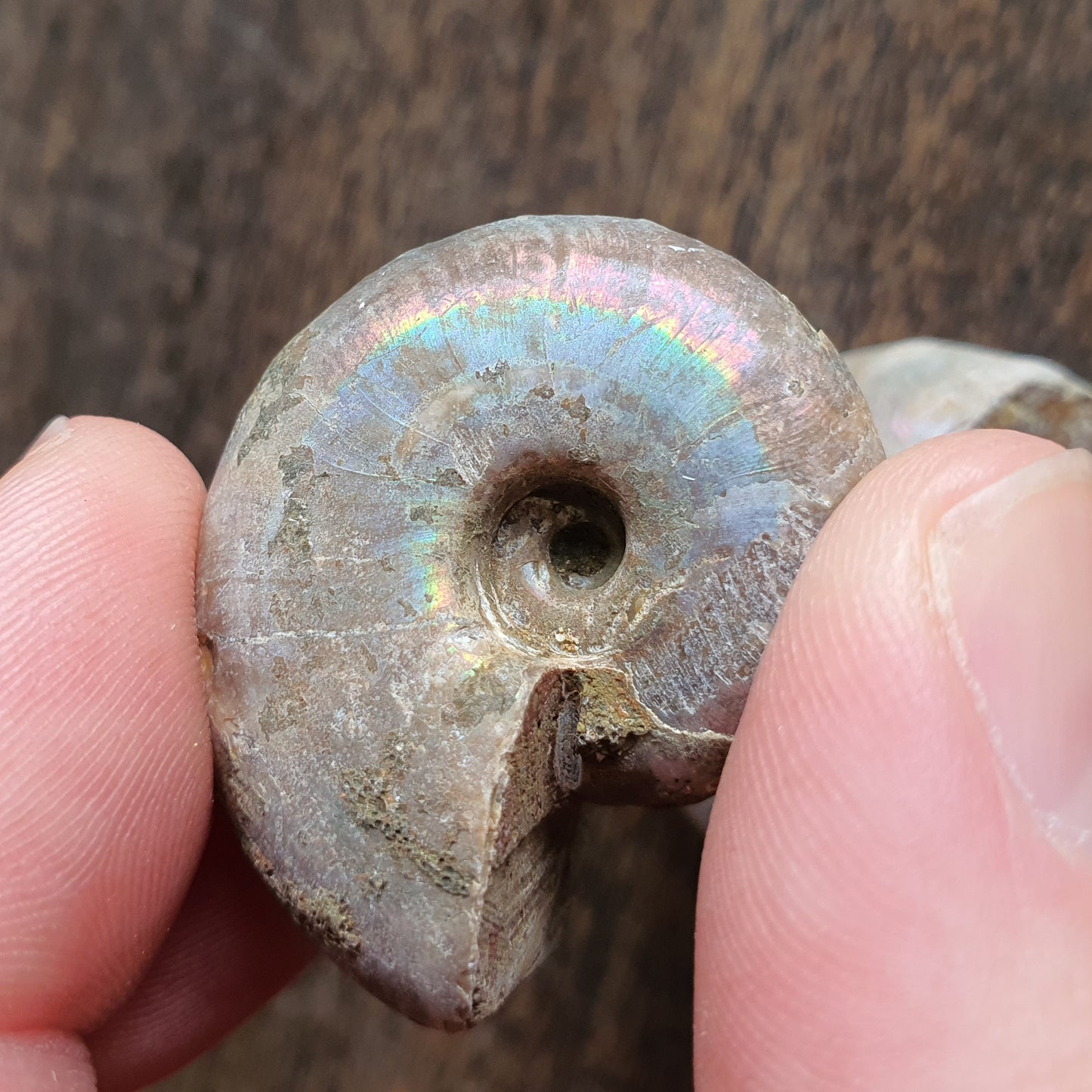 Crystals - Ammonite