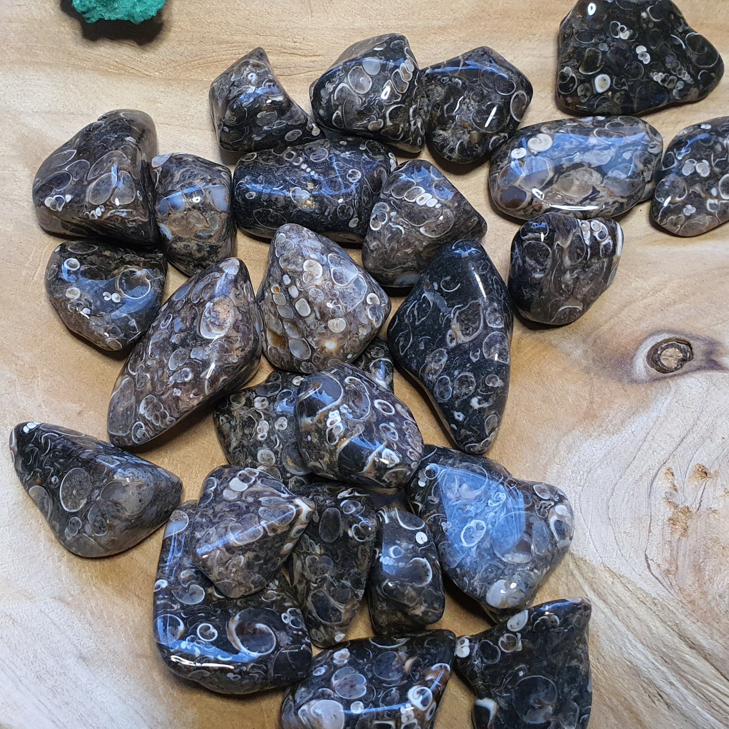 Crystals - Agate (Turritella) Tumbled Stone